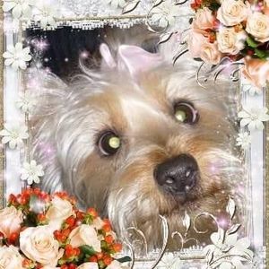 Meet your Posher, Donna